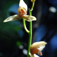 Cymbidium haematodes Lindl.